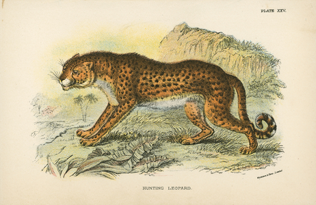 Hunting Leopard