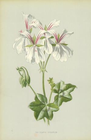 Ivy-Leaved Geranium
