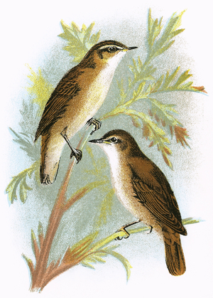 Reed Warbler (bottom) and Sedge Warbler (top)