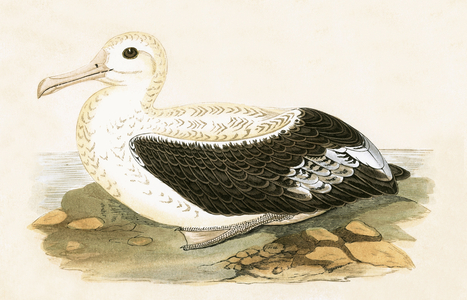 Wandering Albatross, illustration from 'A History of the Birds of Europe Not Observed in the British Isles' by Charles Robert Bree (1811-86), published 1867 (colour litho)