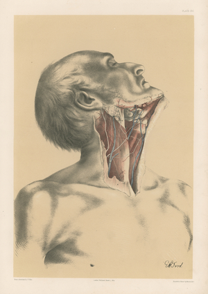 The Head and Neck. Surface View of the Neck in front of the Sterno-Mastoideus Muscle, 19th century (lithograph)