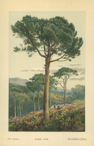 Stone Pine
