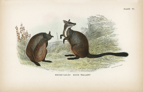 Brush-Tailed Rock-Wallaby