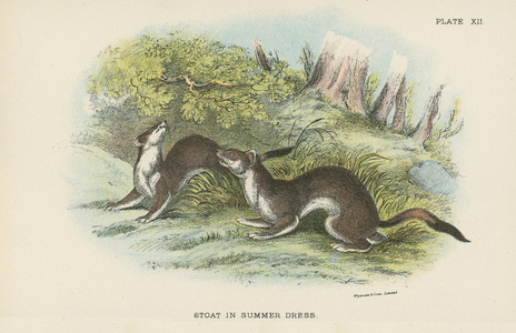 Stoat in Summer Dress
