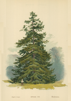 Spruce Fir