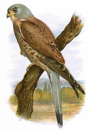 Kestrel