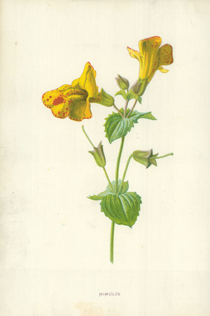 Mimulus