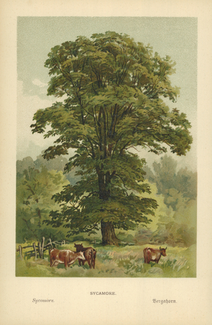 Sycamore
