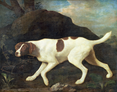 Phillis, a Pointer of Lord Clermont's, 1772 (oil on canvas)