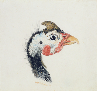 Guinea Fowl, from The Farnley Book of Birds, c.1816