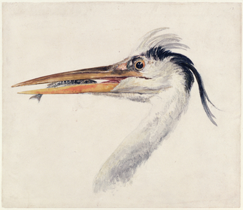 Heron, from The Farnley Book of Birds, c.1816 (pen & ink and w/c on paper)