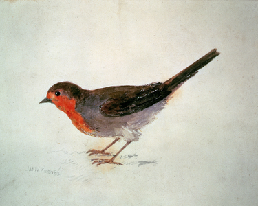 Robin, from The Farnley Book of Birds, c.1816 (pencil and watercolour on paper)