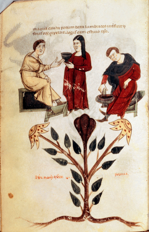 Medicine: preparation of a herbal potion (peony). 13th century (miniature)