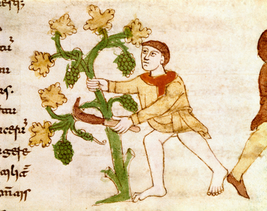 The collection of grapes during the harvest Miniature taken from the manuscript “” De Universo” (or De rerum naturis (Of the Nature of Things)) (cod. 132) by Rabanus Maurus Magnentius (or Raban Maur or Rabano Mauro) (ca. 780-856). 9th century. Archive of Monte Cassino Abbey (Mount Cassin)