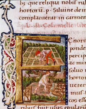 Lettrine F from the chapter on horticulture: scenes of beaching and irrigation. Miniature taken from “” De re rustica”” by the agronomist Lucius Iunius Moderatus Columella (1st century) (Ms.E-39). 15th century. Rome, Biblioteca Vallicelliana