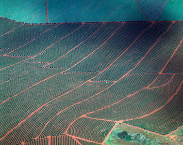 Aerial view on a coffee farm near Ribeirao Preto (1983 - Photography)