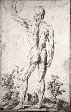 Anatomical study of the human muscular system (engraving, 18th century)
