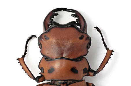 Homoderus mellyi or male lucane. Detail of head (macrophotography)