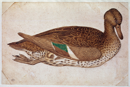 Female winter teal, swimming, in profile to the right, c. 1430-40 (watercolor, ink and black stone drawing)