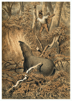 Illustration, Indian hunting tapir in Amazon forest. In “” De Bootslieden der Amazon-River””, Karl Muller, Netherlands, 19th century.