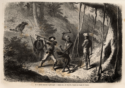M.Garnier, le voyageur et auteur, sauve un enfant captif, qui s'etait refugie dans le tronc creux d'un banian, dans le territoire de Pamale. Gravure pour illustrer le voyage a la Nouvelle Caledonie, de Jules Garnier, ingenieur civil des mines, en 1863-1866, publie dans ""Le tour du monde, nouveau journal des voyages"", sous la direction d' Edouard Charton, 1868, Paris. Collection Selva.