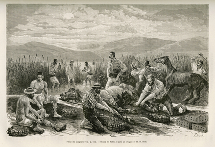 La peche des sangsues, dessin de Sahib, pour illustrer le recit d'Henri Belle: Voyage en Grece, en 1861,1868 et 1874. Gravure in Le tour du monde, 1877, sous la direction d'Edouard Charton,Paris. Collection Selva. 