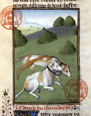 Hunting Dogs - in “” Hunting Book of Gaston Phoebus, Count of Foix, Lord of Béarn””, 14th century