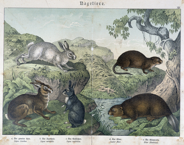 Rabbit, beaver - in “” Natural History of Mammals”, ed. Schreiber, 1886