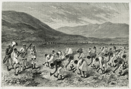 The planting of rice in cadence, by the Tagalocs, rhythm by the orchestra that accompanies the workers, 19th century (engraving)