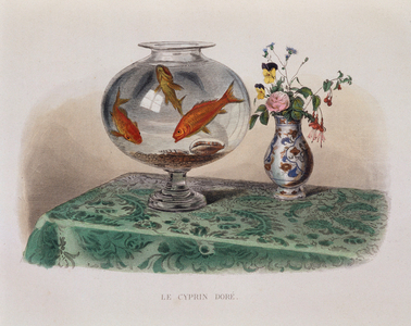 The Goldfish (goldfish in their jar) - in “” Lacepede””, 1855
