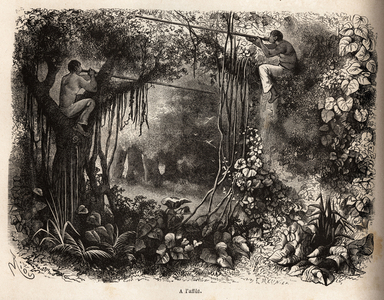 The Yahua Indians of Peru are on the lookout for game, perches in the branches and weapons of sarbacans with poisoned flechettes. Engravure to illustrate the voyage from the Ocean Pacific to L'Ocean Atlantique, through South America, in 1848-1860 by Paul Marcoy, in “Le tour du monde, nouveau journal des voyages”, published under the direction of Edouard Charton, 1866, Paris. Selva Collection.