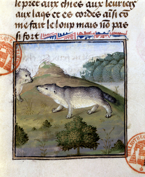 The badger - in “” Hunting Book of Gaston Phoebus, Count of Foix, Lord of Béarn””, 14th century