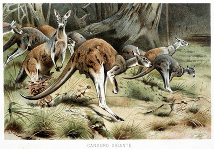 In La vita degli animali (La vie des animaux) by A. E. Brehm, Torino, 1897.