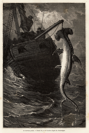 Fishing a hammer squal, 7 meters long, in the waters near Anastasia Island. Engraving to illustrate the story four months in Florida, by Achille Pousselgue in 1851-1852, published in “” Le tour du monde”” 1870-1871, edited by Edouard Charton, Hachette edition, Paris. Selva Collection.