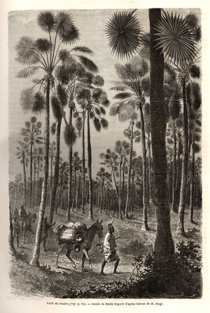 Lieutenant Mage's caravan progresses towards Niger and crosses a forest of giant palm trees in the province of Damfa, Mali. Engraving to illustrate the voyage to Western Sudan of Lieutenant (Navy) M.Mage, in 1863-1866, published in “Le tour du monde, nouveau journal des voyages”, under the direction of Edouard Charton, 1868, Paris. Selva Collection.