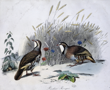 Red partridge - drawing by Travies, 19th century