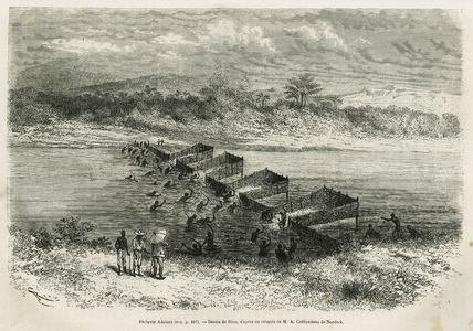 The fishing industry on the river Eboga, which traps the fish, leads through the rapids through its bamboo clays, drawing by Riou, to illustrate the story of a trip to Gabon and the river Ogoue, in 1875-1877, by Alfred Marche. Engraving in Le tour du monde, 1878, directed by Edouard Charton, Paris. Selva Collection.