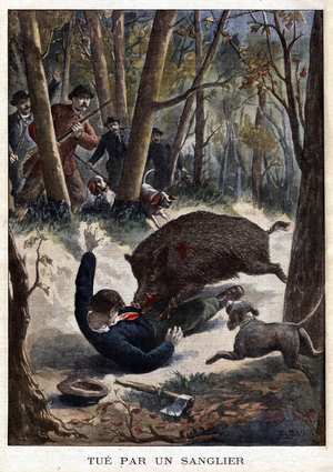 A boar wounded by hunters fled and met a logger, who tried, weapon with his axe, to block the road, the bete then precipitates on him and plows his belly of his butters until he decede. Engraving in "Le petit journal" 8/12/1901. Selva Collection.
