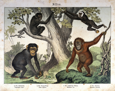 Chimpanze monkeys, orang outan (orang-utan, orang outang, orang-utang)... - in “” Natural history of mammals””, ed. Schreiber, Munich, 1886