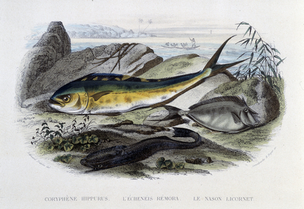 Le coryphene hippurus, l'echeneis remora, le nason licornet - in “Histoire Naturelle” by Lacépède, ed. Furne, Paris, 1860