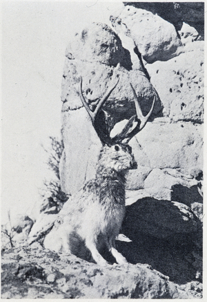Fake animal: jackalope.