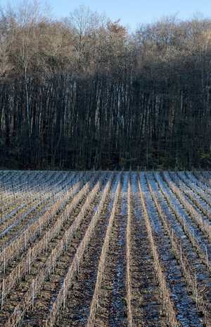 Vineyard in Champagne-Ardenne - France - Romery