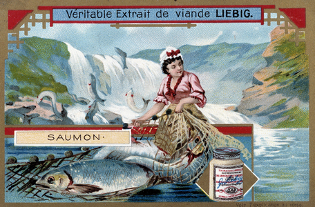 Salmon fishing - chromo of the 19th century.