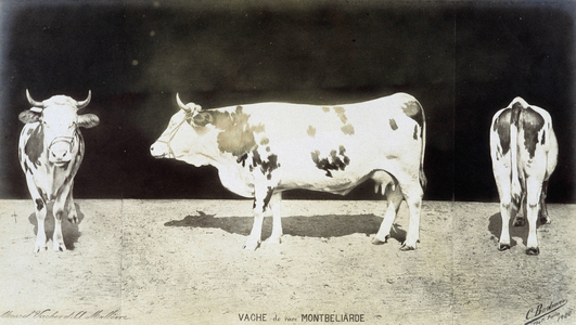 Montbelliarde cow - in "The cattle breeds in France"