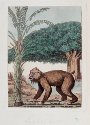 Baobab, date palm and monkey in Ethiopia - in “” The old and modern costume”” by Ferrario, ed Milan, 1819-20