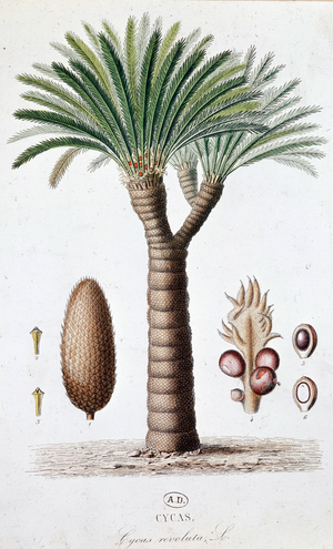 Palm Cycas Revoluta - Botanical board, 19th century