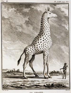 Natural History Plate: La Giraffe - in “” Natural History, General and Particular”” by Buffon, 1774