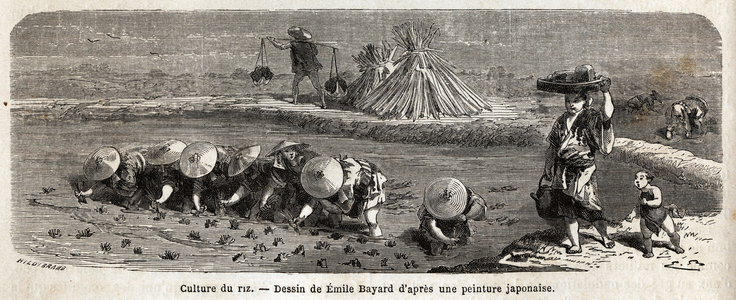 La culture du riz: seconde etape, les semences sont repiquees, transplantees avec soin par touffes disposees en quinconce, c'est la que le riz doit croitre et murir avant la moisson, sur les digues d'enceintes, des fetus de paille sont disposes pour faire fuir les oiseaux attires par ces tiges nouvelles couvertes de graines. Gravure pour illustrer le voyage au Japon en 1863-1864, de Aime Humbert, ministre de la confederation suisse, in ""Le tour du monde, nouveau journal des voyages"", publie sous la direction d'Edouard Charton, 1866, Paris. Collection Selva. 
