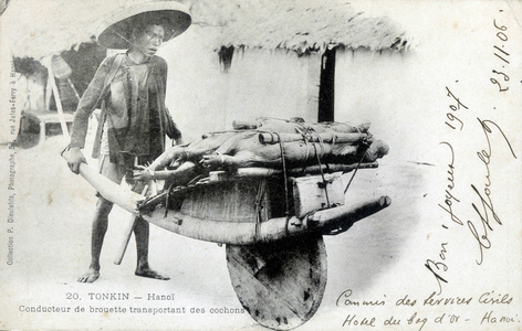 Wheelbarrow driver carrying pigs to Hanoi - postcard, circa 1905.