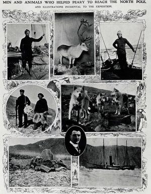 North Pole: men and animals that allowed Peary to reach the North Pole: sledding dogs, caribou... - in “London News illustrated”, 1910.